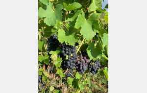 BB-Chaponost-POGGIO d'Ampuis-Echalas-St Andéol-Montgny V3 de 101,9 km