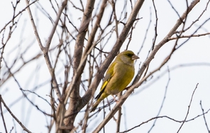 RALLYE DES OISEAUX PARCOURS de 86 KM